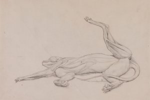 Tiger, liggende, sett ventralt av George Stubbs