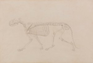 Tiger Skeleton, Lateral View (Høyt fullført studie for tabell IV) av George Stubbs