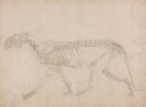 Tiger Skeleton, Lateral View (Sannsynligvis masterstudiet av skjelettet) av George Stubbs