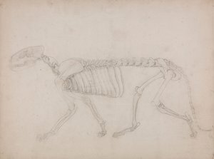 Tigerskjelett, sett fra siden av George Stubbs