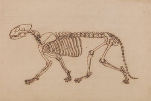 Tigerskjelett, sett fra siden av George Stubbs