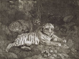 To Tygers, gravert av kunstneren, pub. 1788 (etsing) av George Stubbs