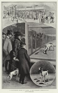 En favorittsport i Paris, en rottedrapskonkurranse