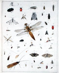 Ulike insekter, plate III fra 