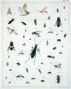 Ulike insekter, plate VII fra 