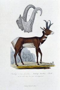 Natural History Board: Zoologisk styre som representerer Spanked Antilope; Furcifer Antilope, Smith. en. Hornene i hele deres utvikling - i "" Complete Works of Buffon"" av naturforsker Georges Louis Leclerc, greve av Buffon (1707 - 1788). Gravering f av Georges Louis Leclerc