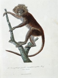 Naturhistorisk plate: Zoologisk plate som viser Semnopitheque pyrrhus; Semnopithecus pyrrhus (fra Horsfield) - i "" Completely Works of Buffon" av naturforsker Georges Louis Leclerc, greve av Buffon (1707 - 1788). Gravering fra 1837. av Georges Louis Leclerc