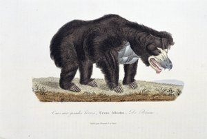 Naturhistorisk plate: Zoologisk plate som viser bjørnen med store lepper, Ursus labiatus, De Blaini - i "" Completes of Buffon"" av naturforsker Georges Louis Leclerc, greve av Buffon (1707 - 1788). Gravering fra 1837.