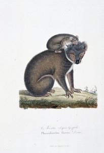Naturhistorisk plate: Zoologisk bord som representerer Koala (etter Griffith), Phascolarctos Fuscus - i "" Completes of Buffon"" av naturforsker Georges Louis Leclerc, greve av Buffon (1707 - 1788). Gravering fra 1837. av Georges Louis Leclerc