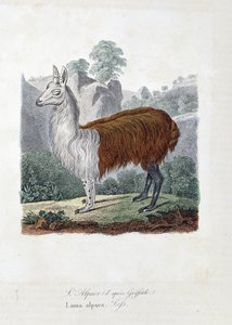 Naturhistorisk plate: Zoologisk bord som representerer L