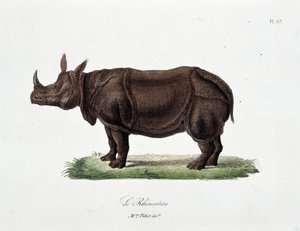 Naturhistorisk plate: Zoologisk bord som representerer Le Rhinoceros - i "" Completes of Buffon"" av naturforsker Georges Louis Leclerc, greve av Buffon (1707 - 1788). Gravering fra 1837.