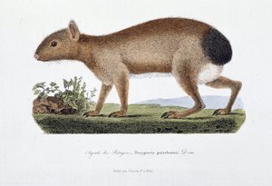 Naturhistorisk plate: Zoologisk bord som representerer Agouti des Patagons, Dasyprocta patachonica - i "" Completely Works of Buffon"" av naturforsker Georges Louis Leclerc, greve av Buffon (1707 - 1788). Gravering fra 1837. av Georges Louis Leclerc
