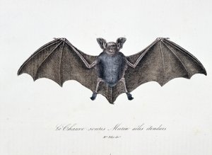 Naturhistorisk plate: Zoologisk tavle som representerer Bat Murin utvidede vinger - i "" Works complete of Buffon"" av naturforsker Georges Louis Leclerc, greve av Buffon (1707 - 1788). Gravering fra 1837.