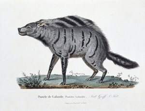 Naturhistorisk plate: Zoologisk styre som representerer Protele de Lalande, Proteles Lalandii - i "" Completely Works of Buffon"" av naturforsker Georges Louis Leclerc, greve av Buffon (1707 - 1788). Gravering fra 1837. av Georges Louis Leclerc