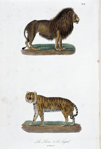 Natural History Plate: Zoologisk tavle som representerer løven og tigeren - i "" Completes of Buffon"" av naturforsker Georges Louis Leclerc, greve av Buffon (1707 - 1788). Gravering fra 1837. av Georges Louis Leclerc