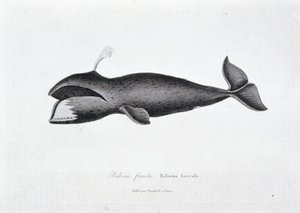 Naturhistorisk plate: Zoologisk tavle som representerer høyrehvalen, Balaena borealis - i "" Works of Buffon"" av naturforsker Georges Louis Leclerc, greve av Buffon (1707 - 1788). Gravering fra 1837. av Georges Louis Leclerc
