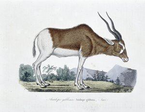 Naturhistorisk plate: Zoologisk kart som viser Gibbous Antilope, Gibbosa Antilope, Savi - i "" Completely Works of Buffon"" av naturforsker Georges Louis Leclerc, greve av Buffon (1707 - 1788). Gravering fra 1837. av Georges Louis Leclerc
