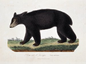 Naturhistorisk plate: Zoologisk kart som viser The Black Bear of America (Ursus americanus) - i "" Works of Buffon" av naturforsker Georges Louis Leclerc, greve av Buffon (1707 - 1788). Gravering fra 1837. av Georges Louis Leclerc