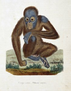 Naturhistorisk plate: Zoologisk kart som viser Orang outan (orang outan, orang outang, orang outang), Pithecus satyrus - i "" Completes of Buffon" av naturforsker Georges Louis Leclerc, greve av Buffon (1707 - 1788). Gravering fra 1837.