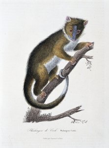 Naturhistorisk plate: Zoologisk kart som viser Phalanger of Cook (Phalangista Cookii) - i "" Works of Buffon" av naturforsker Georges Louis Leclerc, greve av Buffon (1707 - 1788). Gravering fra 1837. av Georges Louis Leclerc