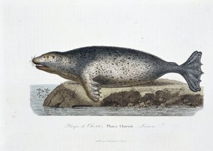 Naturhistorisk tavle: Zoologisk tavle som viser seglet til Choris, Phoca Chorisii, Leksjon - i "" Works of Buffon"" av naturforsker Georges Louis Leclerc, greve av Buffon (1707 - 1788). Gravering fra 1837. av Georges Louis Leclerc