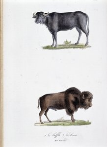 Naturhistorisk styre: Zoologisk styre som representerer 1. Buffalo og to. Le bison - i "" Works complete of Buffon"" av naturforsker Georges Louis Leclerc, greve av Buffon (1707 - 1788). Gravering fra 1837. av Georges Louis Leclerc