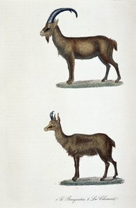 Naturhistorisk styre: Zoologisk styre som representerer 1. Ibex og 2. Le Chamois - i "" Completes de Buffon"" av naturforsker Georges Louis Leclerc, greve av Buffon (1707 - 1788). Gravering fra 1837. av Georges Louis Leclerc