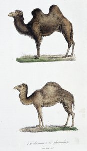 Naturhistorisk styre: Zoologisk styre som representerer 1. Kamelen og to. Le dromedaire - i "" Works complete of Buffon"" av naturforsker Georges Louis Leclerc, greve av Buffon (1707 - 1788). Gravering fra 1837. av Georges Louis Leclerc