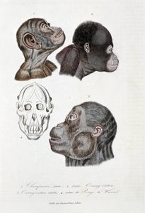 Naturhistorisk styre: Zoologisk styre som representerer 1. Ung sjimpanse; 2. ung orangutang (orangutang, orangutang, orangutang); 3. Orang ut en voksen; 4. Crane du Pongo de Wurmb - i "" Complete Works of Buffon"" av naturforsker Georges Louis Leclerc, av Georges Louis Leclerc