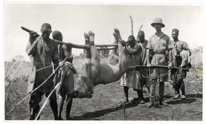 Løve ved Bahr el Ghazal, Am Dafok, 1925 (gelatinsølvtrykk) av Georges Marie Haardt