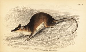 Brun firøyet opossum, Metachirus nudicaudatus. ,1841 (gravering)
