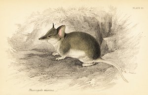 Vanlig dunnart, Sminthopsis murina. ,1841 (gravering) av Georges Robert Waterhouse