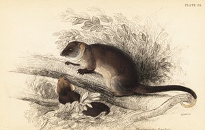 Jeg kan se den vanlige ringhale, Pseudocheirus peregrinus. ,1841 (gravering) av Georges Robert Waterhouse