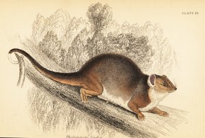 Jeg kan se den vanlige ringhale, Pseudocheirus peregrinus. ,1841 (gravering)