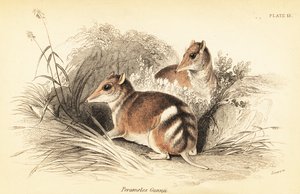 Eastern barred bandicoot, Perameles gunnii.,1841 (gravering)