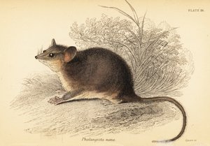 Østlig pygmépossum, Cercartetus nanus., 1841 (gravering)