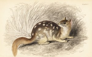 Østlig quoll, Dasyurus vaskebjørn. Truet. ,1841 (gravering)