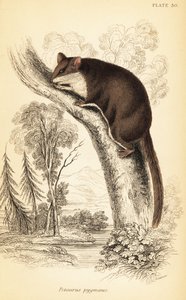 Fjærhaleglider, Acrobates pygmaeus. ,1841 (gravering) av Georges Robert Waterhouse