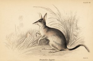 Større bilby, Macrotis lagotis. Truet. ,1841 (gravering)