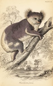 Koala, Phascolarctos cinereus., 1841 (gravering) av Georges Robert Waterhouse