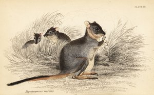 Langfot potoroo, Potorous longipes. Sårbar., 1841 (gravering) av Georges Robert Waterhouse