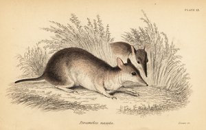 Langneset bandicoot, Perameles nasuta., 1841 (gravering)
