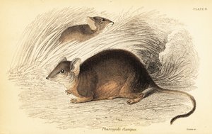 Mardo eller gulfot antechinus, Antechinus flavipes. ,1841 (gravering) av Georges Robert Waterhouse
