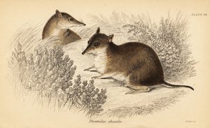 Sørlig brun bandicoot, Isoodon obesulus. Truet. ,1841 (gravering) av Georges Robert Waterhouse