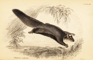Ekornglider, Petaurus norfolcensis., 1841 (gravering) av Georges Robert Waterhouse