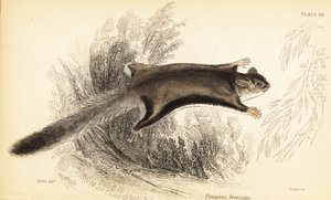 Sukkerglider, Petaurus breviceps., 1841 (gravering)