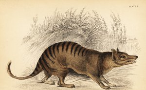 Tasmansk tiger, Thylacinus cynocephalus. Utryddet. ,1841 (gravering)