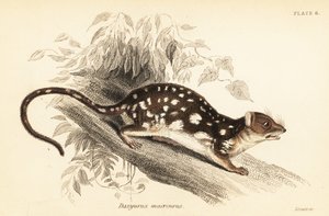 Tiger quoll, Dasyurus maculatus., 1841 (gravering)