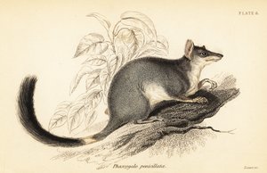 Tuan eller vanlig wambenger, Phascogale tapoatafa. ,1841 (gravering) av Georges Robert Waterhouse