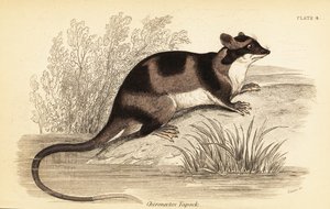 Vannopossum eller yapok, Chironectes minimus. ,1841 (gravering)